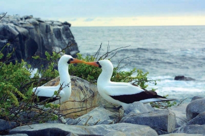 Birds